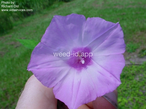morningglory, sharppod/cotton
